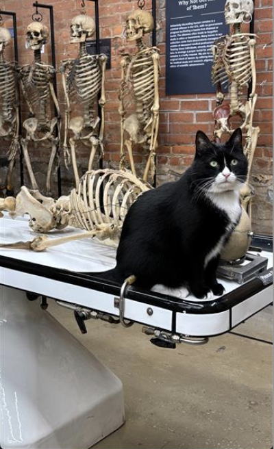 Bone Jovi the cat on a table beside a human skeleton in front of multiple human skeletons